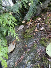 Racomitrium