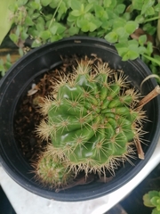 Trichocereeae