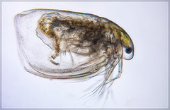 Simocephalus