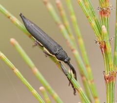 Rhinotia phoenicoptera