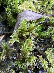 Racomitrium