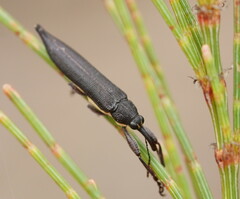 Rhinotia phoenicoptera