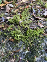 Racomitrium