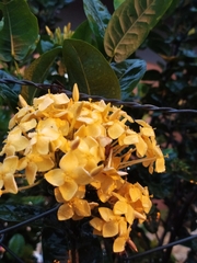 Stigmaphyllon emarginatum