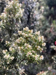 Leptecophylla pogonocalyx pogonocalyx