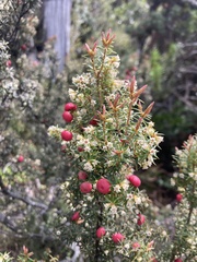 Leptecophylla pogonocalyx pogonocalyx