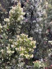 Leptecophylla pogonocalyx pogonocalyx