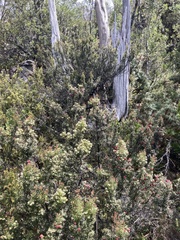 Leptecophylla pogonocalyx pogonocalyx