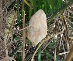 Sceliphron fistularium