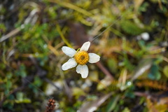 Anthemis