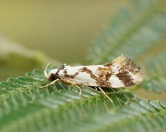 Machetis aphrobola