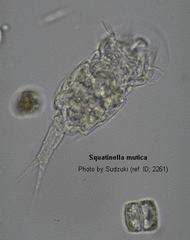 Squatinella
