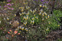 Nemesia cheiranthus