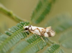 Machetis aphrobola