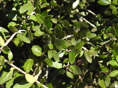 Ilex vomitoria
