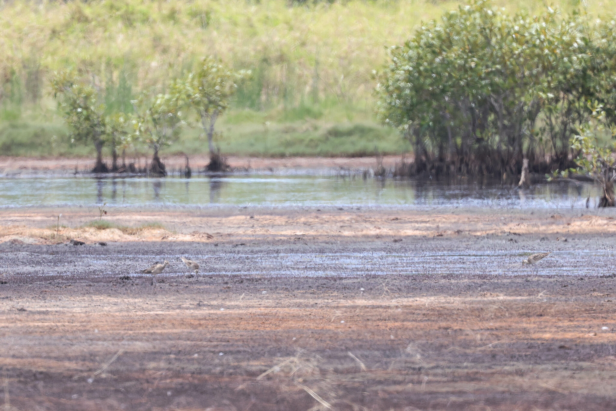 Little Curlew