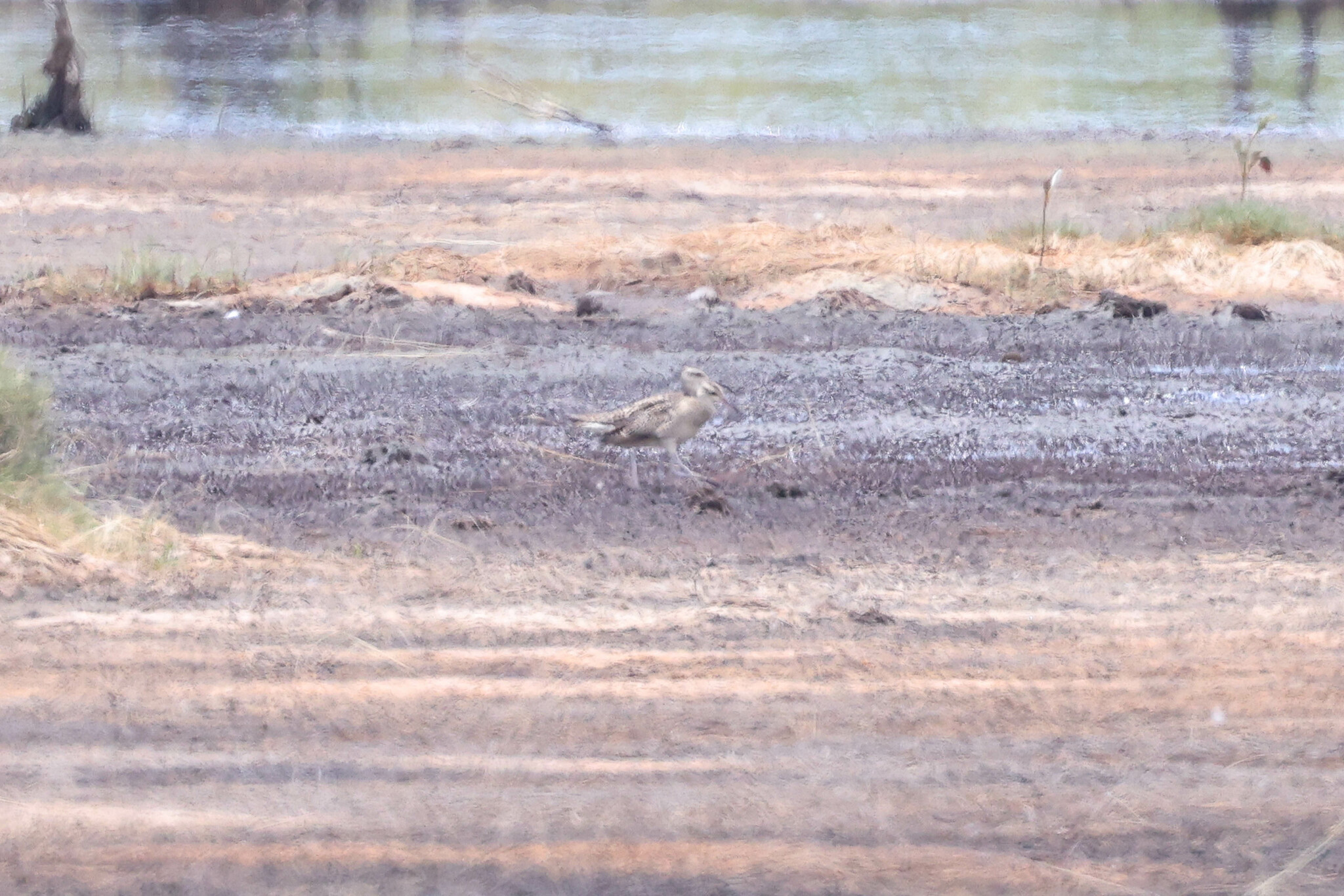 Little Curlew