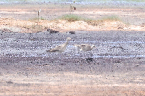 Little Curlew (Numenius minutus), photo 10