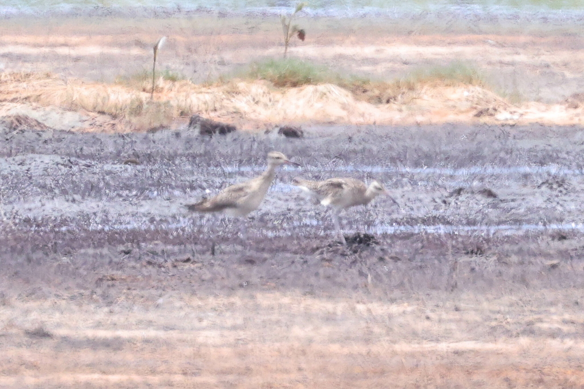 Little Curlew