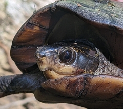 Kinosternon leucostomum