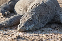Varanus komodoensis