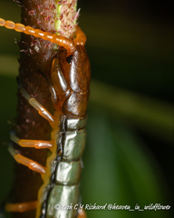 Scolopendra subspinipes
