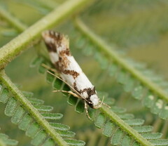 Machetis aphrobola