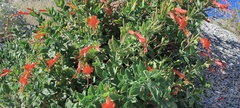 Epilobium canum garrettii