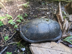 Kinosternon leucostomum