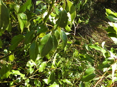 Cinnamomum camphora