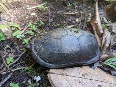 Kinosternon leucostomum