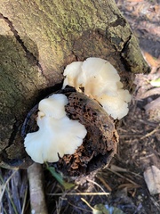 Favolus brasiliensis