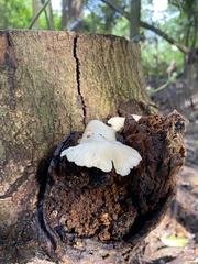 Favolus brasiliensis