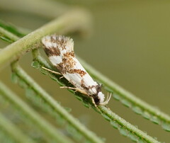 Machetis aphrobola