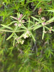 Galium gaudichaudii