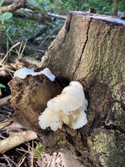 Favolus brasiliensis