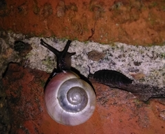 Cepaea nemoralis