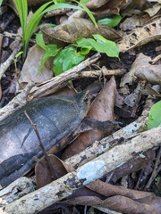 Kinosternon leucostomum