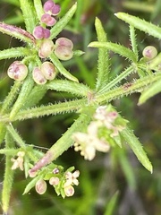 Galium gaudichaudii