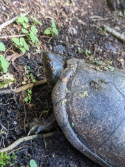 Kinosternon leucostomum