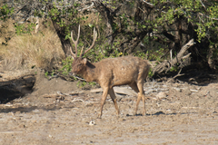 Rusa timorensis