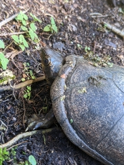 Kinosternon leucostomum