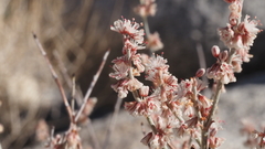 Eriogonum wrightii nodosum