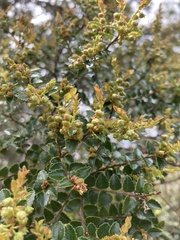 Nothofagus cunninghamii