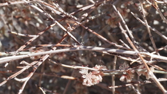 Eriogonum wrightii nodosum