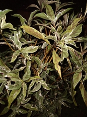Quintinia serrata
