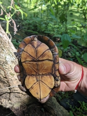 Kinosternon leucostomum