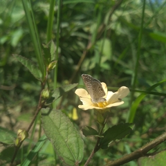 Hemiargus ceraunus