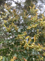 Nothofagus cunninghamii