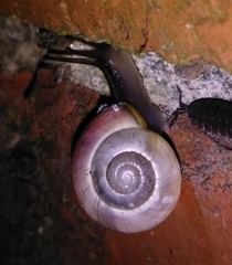 Cepaea nemoralis